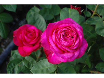 Rosa