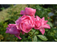 Rosa I am grateful