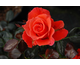 Rosa It's magic