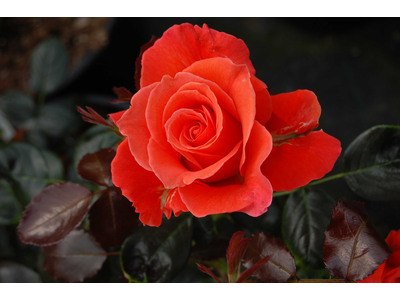 Rosa