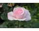 Rosa Johann Strauss