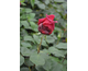 Rosa Jubilè Papa Meilland