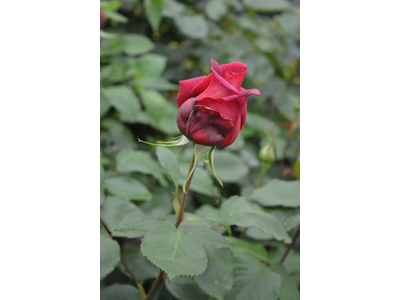 Rosa