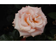 Rosa King's Macc
