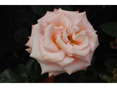 Rosa