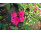 Rosa Knirps