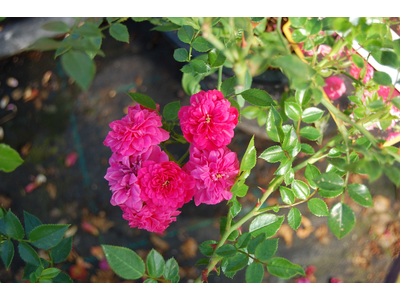 Rosa