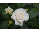 Rosa Lady Romantica