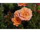 Rosa Lambada
