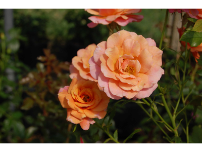 Rosa