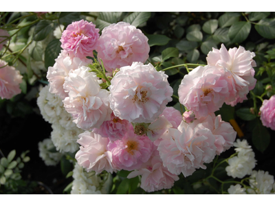 Rosa