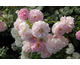 Rosa Lavender Lassie