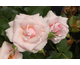 Rosa Let There Be Love
