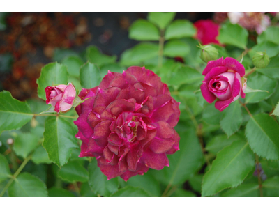 Rosa