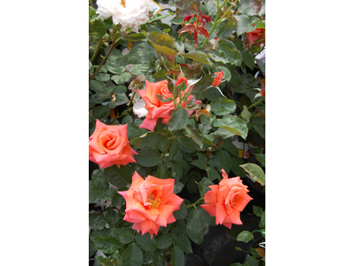 Rosa