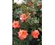 Rosa Living Daylights