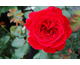 Rosa Look Good Feel Better