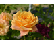 Rosa Lusatia