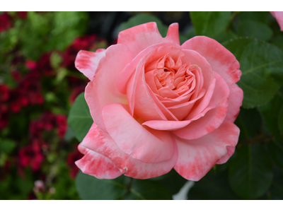 Rosa