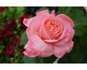 Rosa Mademoiselle Meilland