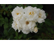 Rosa Midsummer Snow