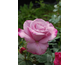 Rosa My Lovely Dad
