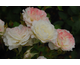 Rosa Mystica