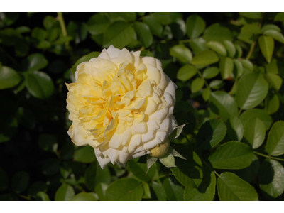 Rosa