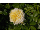 Rosa Nadia Meillandecor