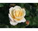 Rosa Oh Happy Day