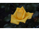 Rosa Pacific Sunset