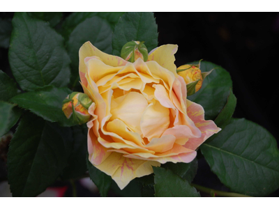 Rosa