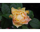 Rosa Paul Cezanne