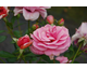 Rosa Persian Mystery
