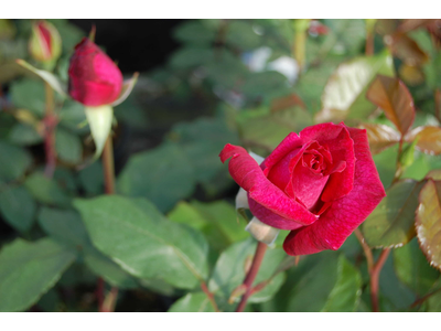 Rosa