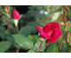 Rosa Pierre Cardin