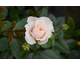 Rosa Pride and Prejudice