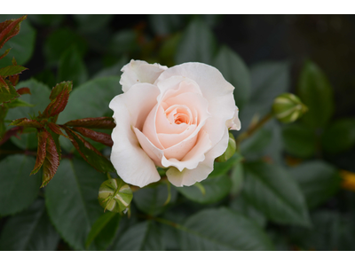 Rosa