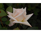 Rosa Pure Delight