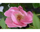 Rosa Rainbow Knock Out