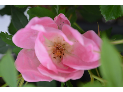 Rosa