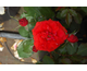 Rosa Remembrance