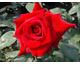 Rosa Rouge Meilland