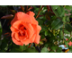 Rosa Rusticana