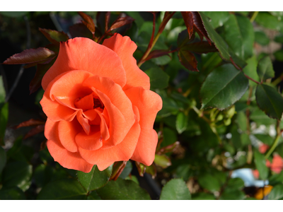Rosa