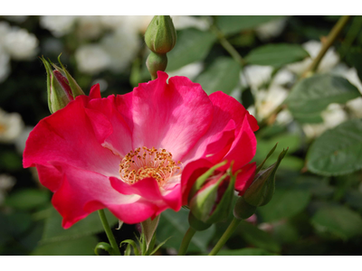 Rosa
