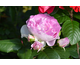 Rosa Saphir
