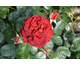 Rosa Scarlet Bonica