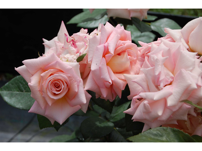 Rosa