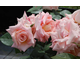 Rosa Scent-Sation
